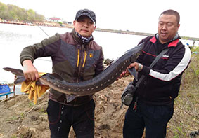 上18条鲟鱼，吉林市龙潭区一鱼塘险被清塘！